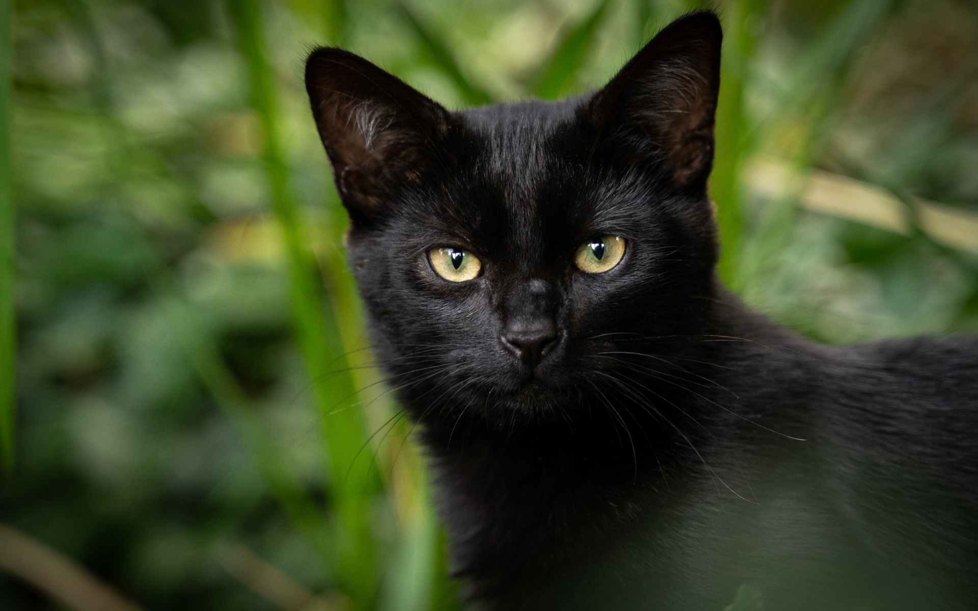 Черный кот с желтыми глазами крупным планом 