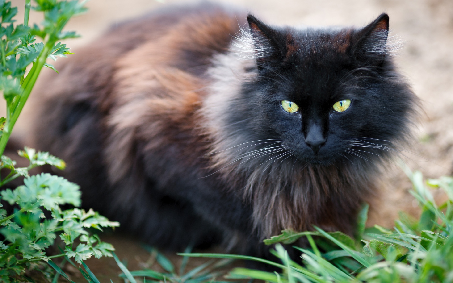 Черный пушистый породистый кот сидит у зеленой травы
