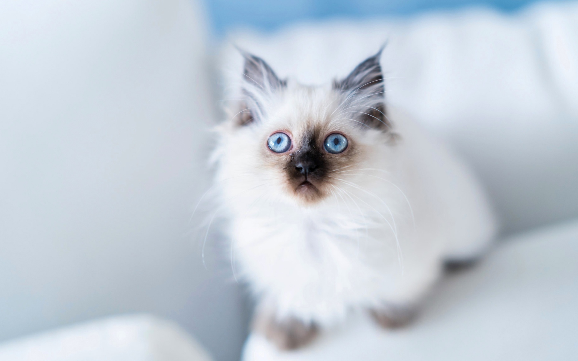 Голубоглазый породистый пушистый котенок