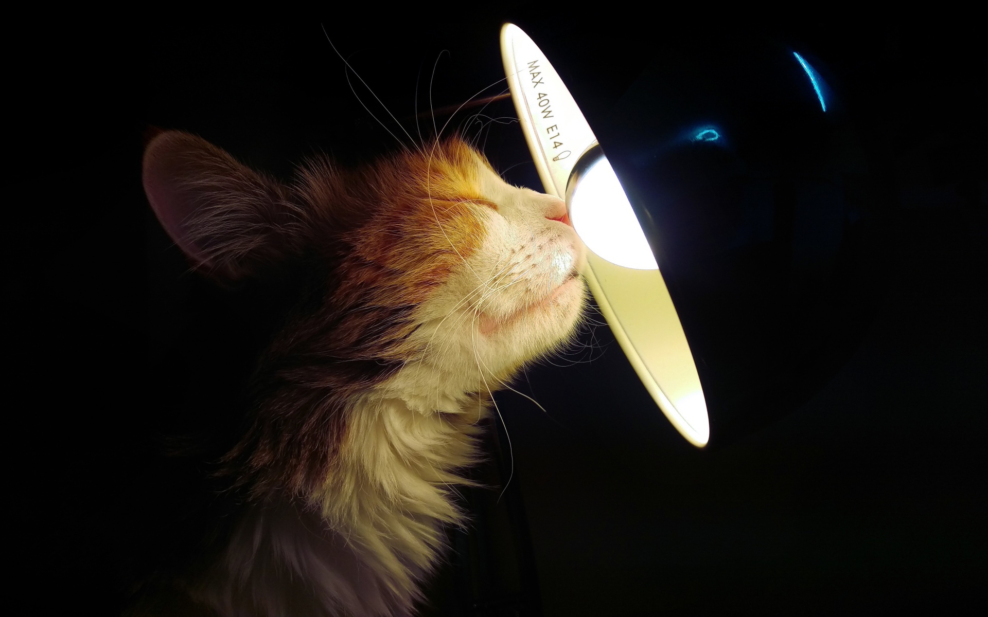 Кот греет нос об лампу на черном фоне