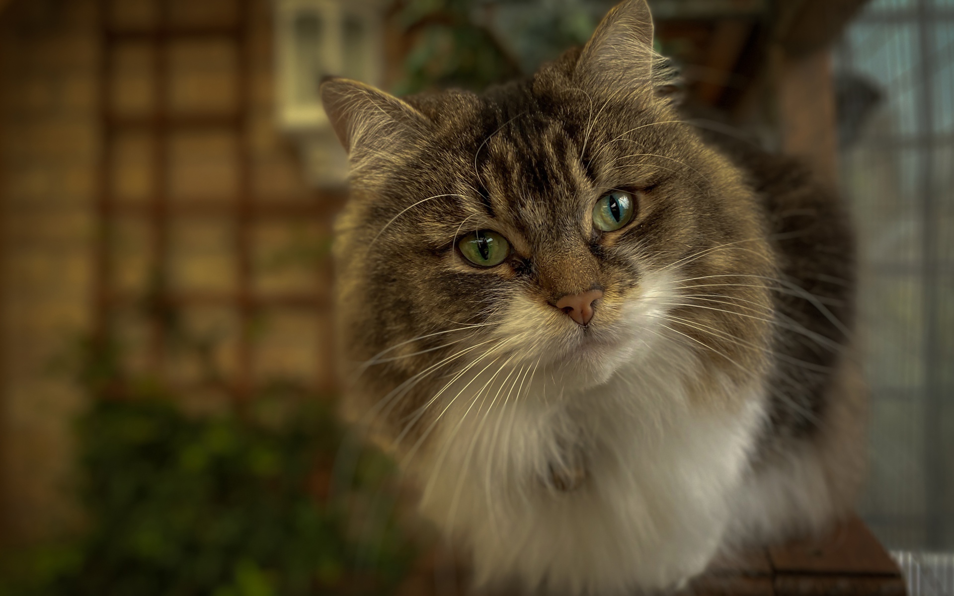 Любопытный пушистый зеленоглазый серый кот 