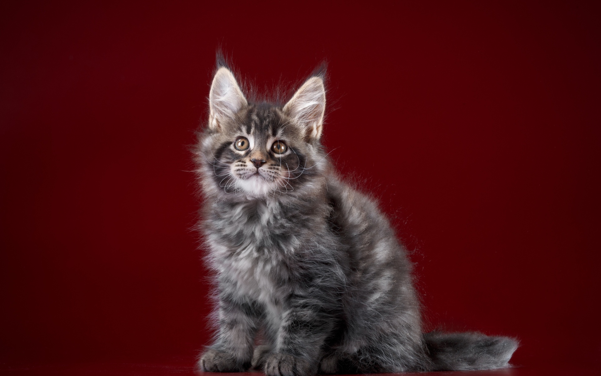 Fluffy gray Maine Coon kitten on a red background