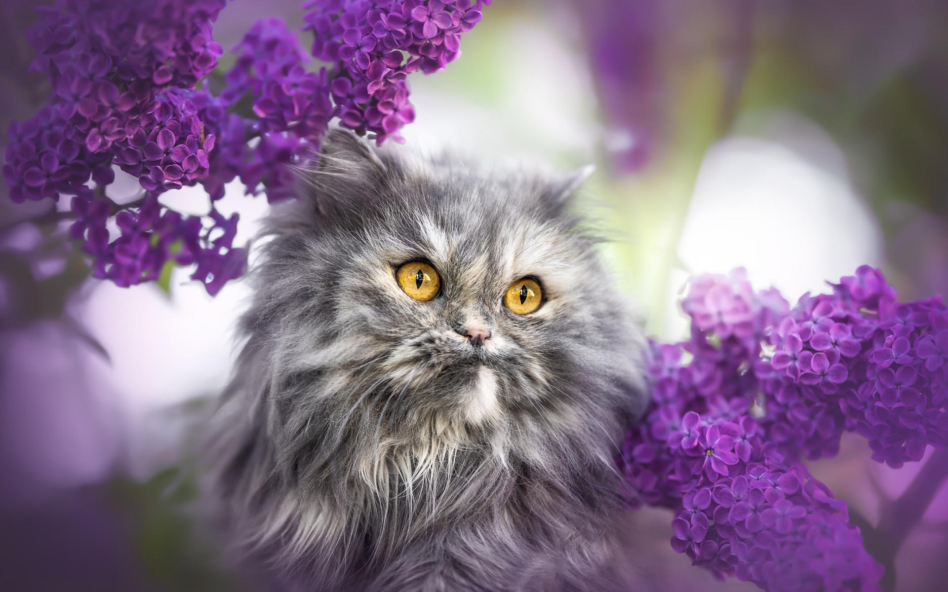 Пушистый серый кот с желтыми глазами в цветах сирени 