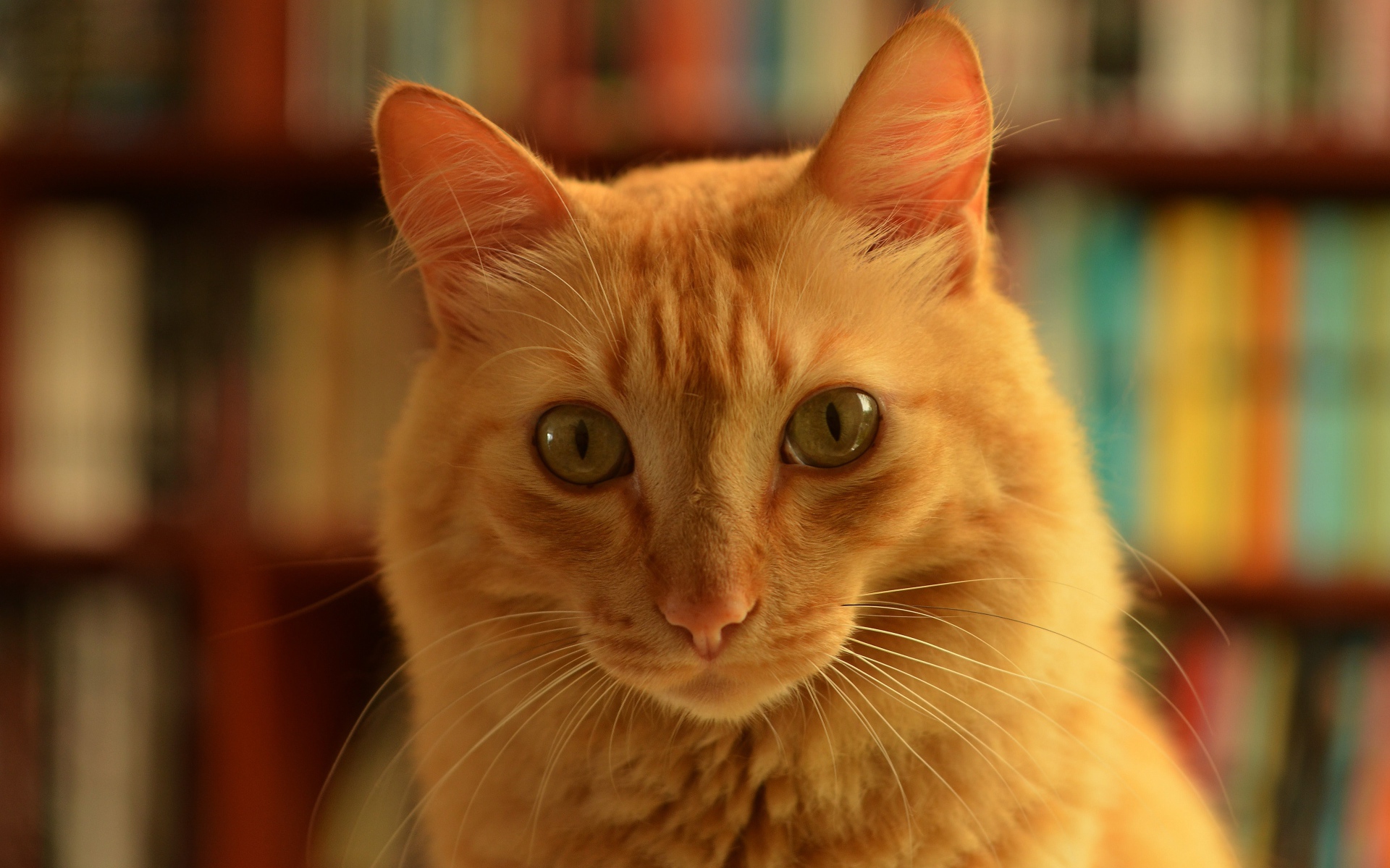 Забавная морда рыжего кота крупным планом 