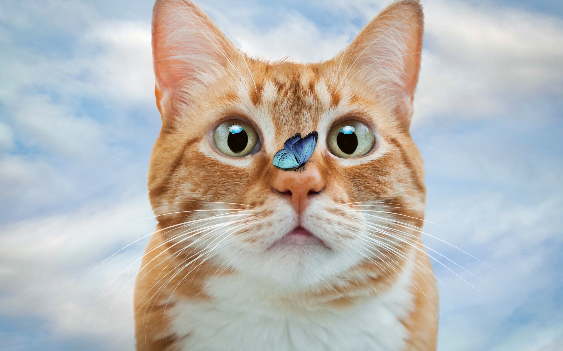 Смешной рыжий кот с голубой бабочкой на носу