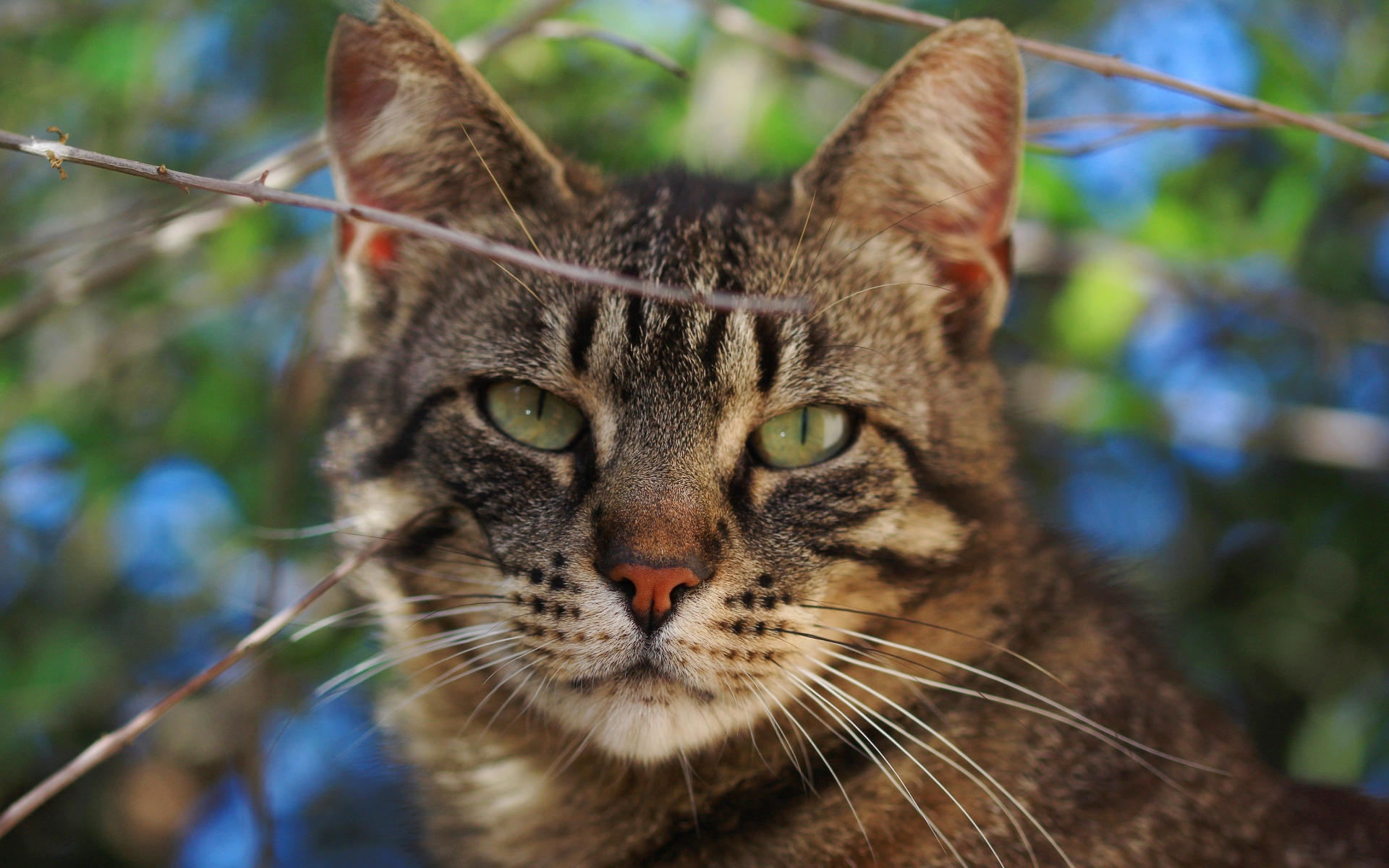 Серый кот в ветках крупным планом