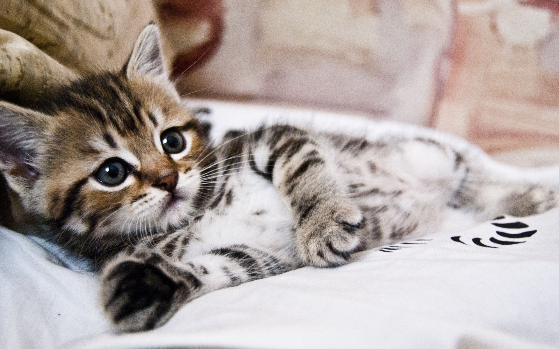 Маленький милый серый полосатый котенок лежит на кровати 