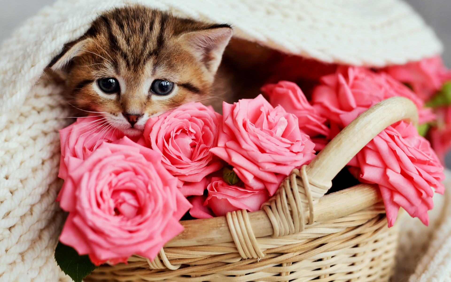 Маленький серый котенок под покрывалом в корзине с розами 