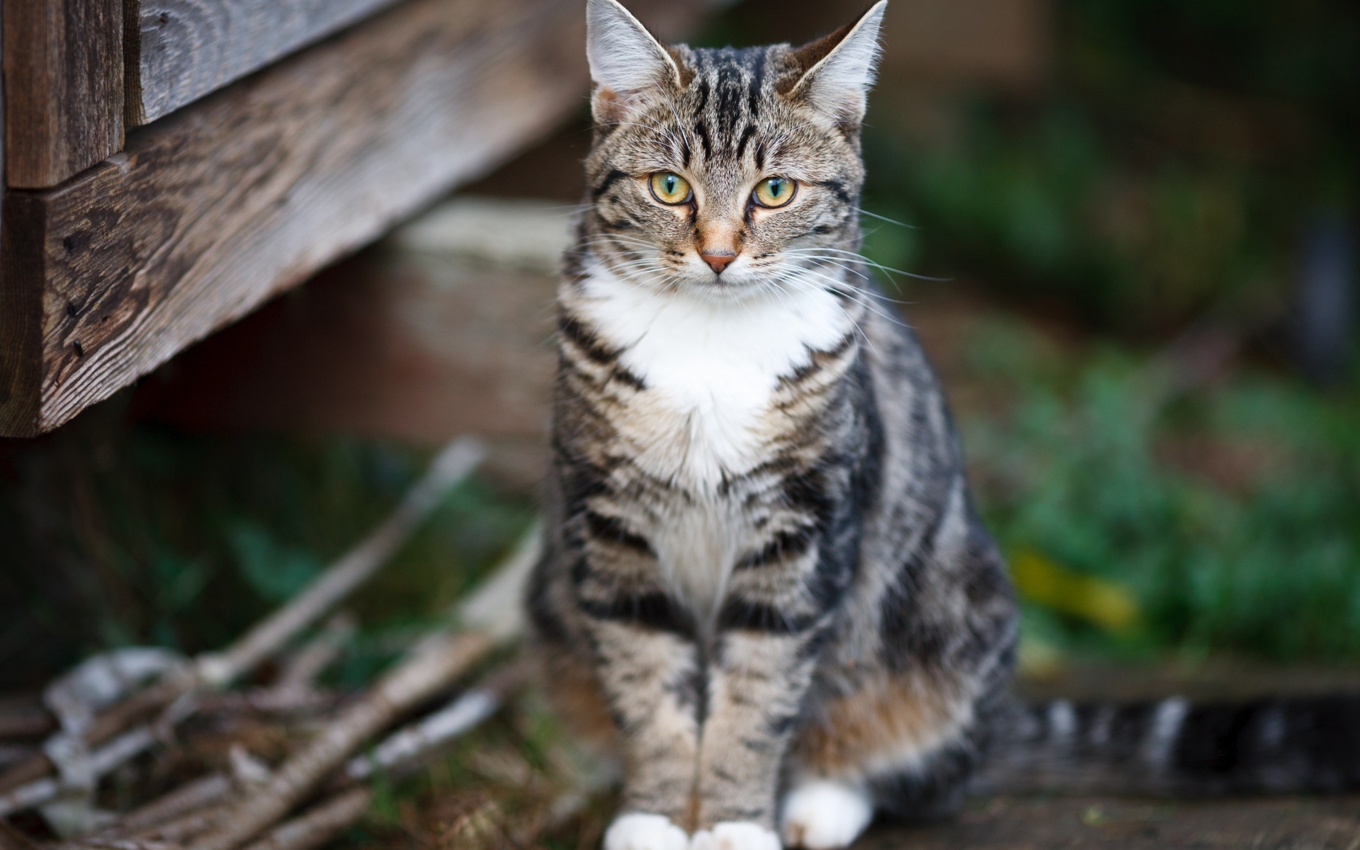 Задумчивый серый кот сидит на деревянной лавке