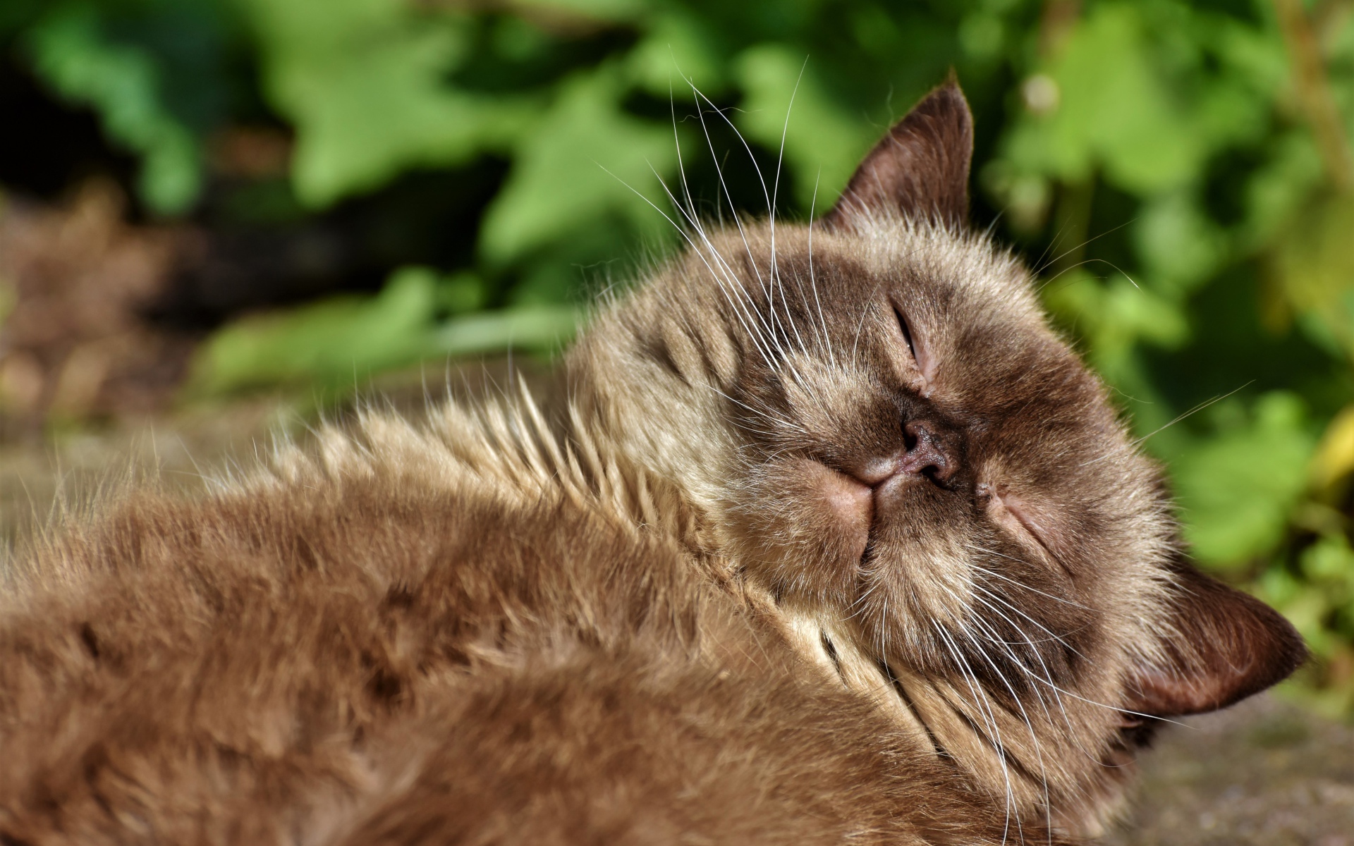 Породистый кот спит в лучах солнца