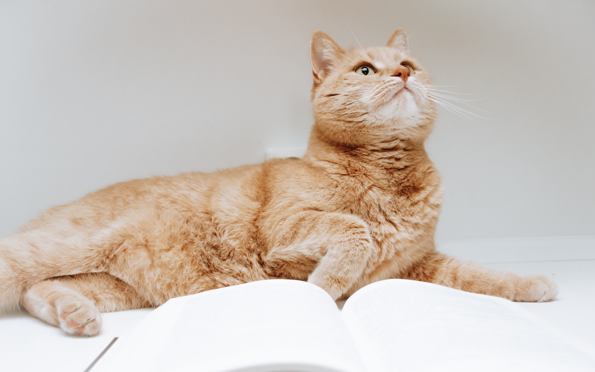 Red cat with book on gray background