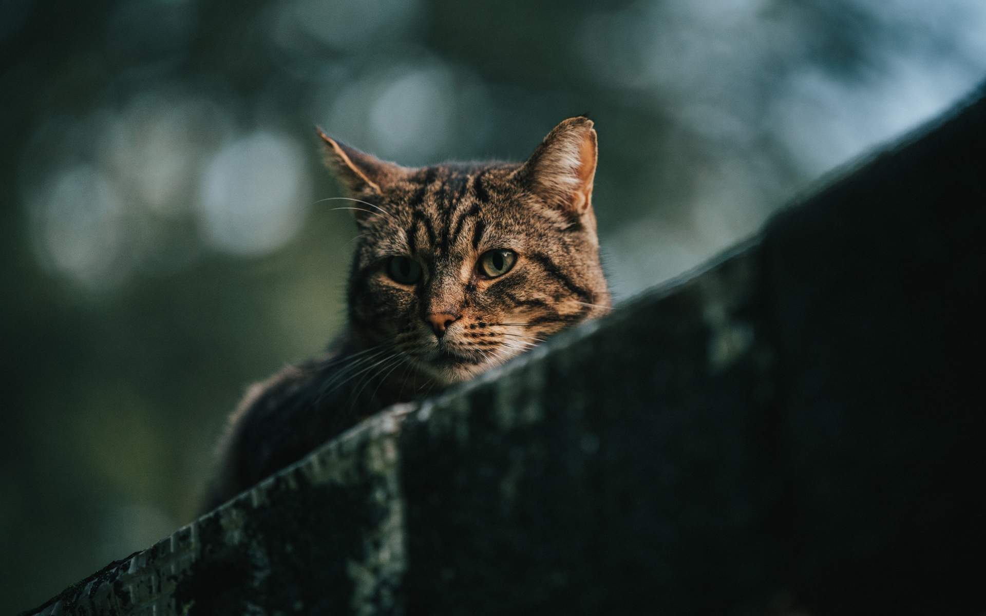 Грустный серый кот сидит на улице 