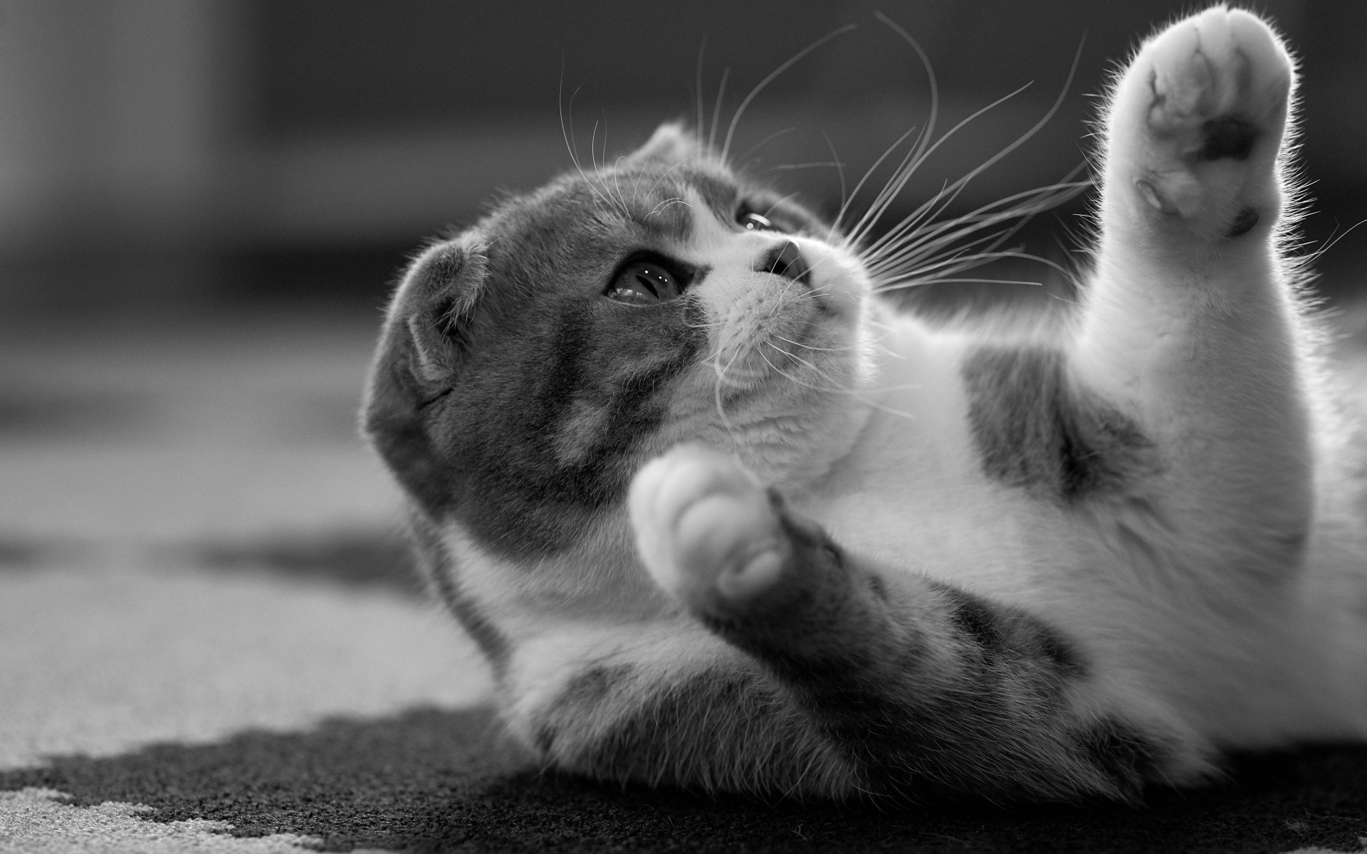 Шотландский котенок лежит на ковре 