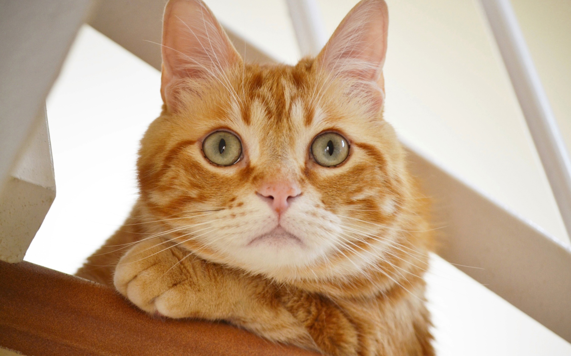 Полосатый рыжий кот смотрит на хозяина