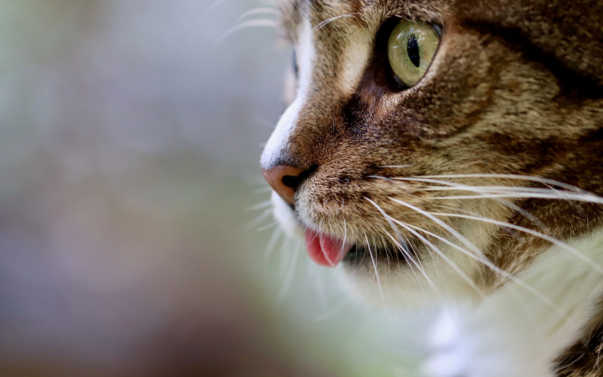 Морда кота с высунутым языком 