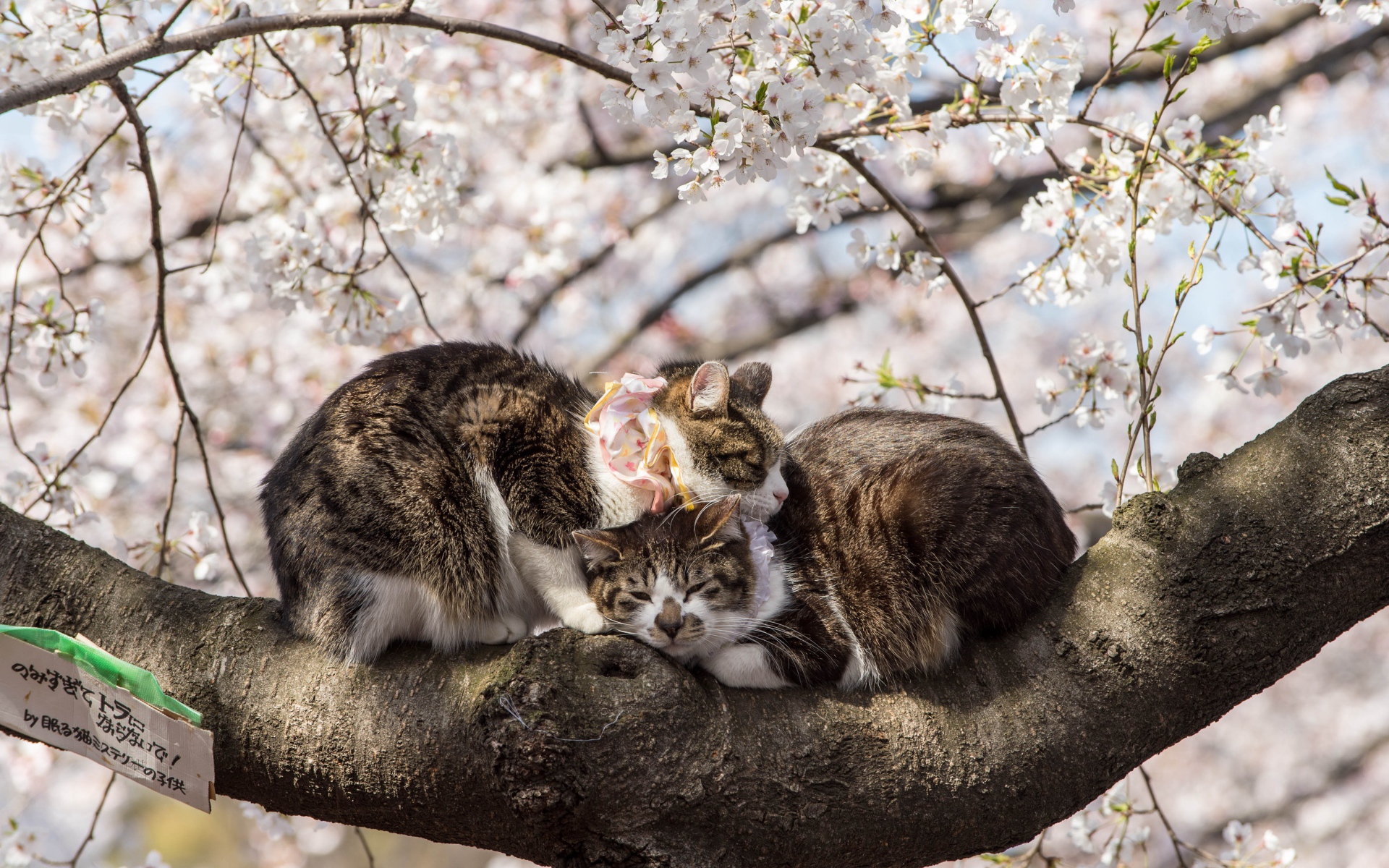 Два кота сидят на цветущей весенней ветке 