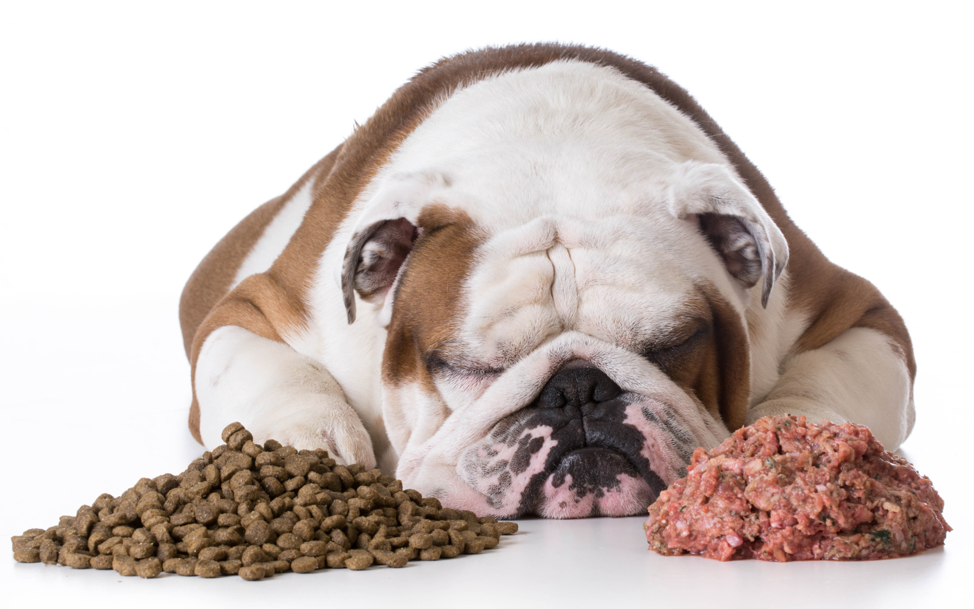 Сытый бульдог спит с кормом на белом фоне