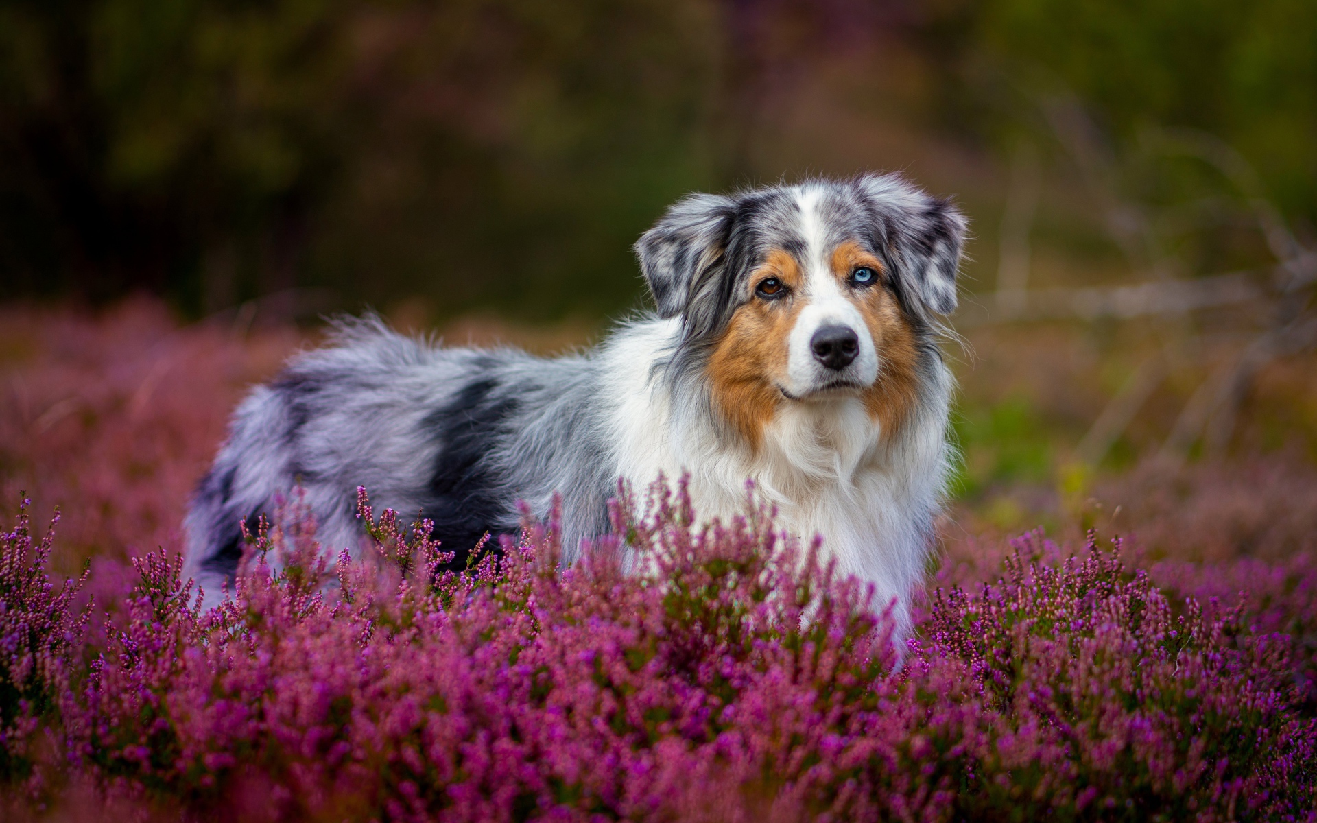 Australian Shepherd with different eyes in pink colors