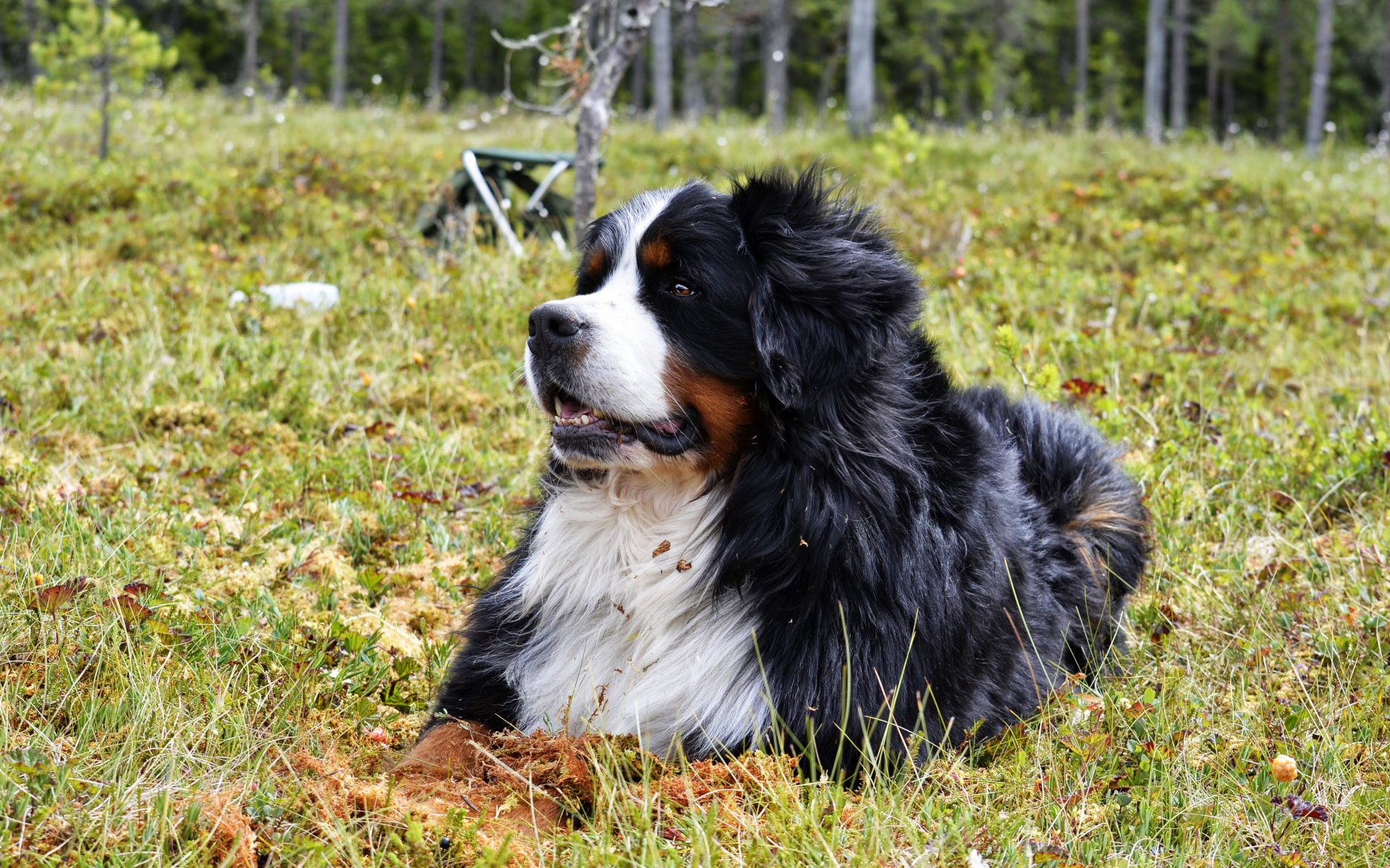 Бернский зенненхунд отдыхает на зеленой траве 