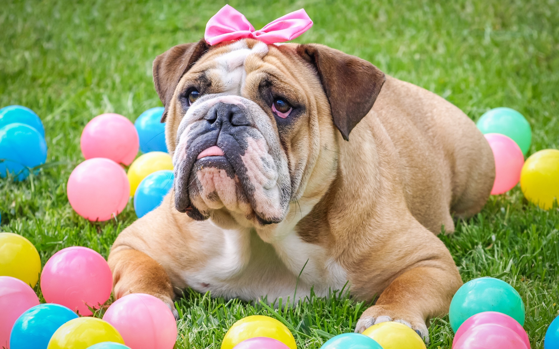 Большой бульдог с бантиком лежит на траве с шариками
