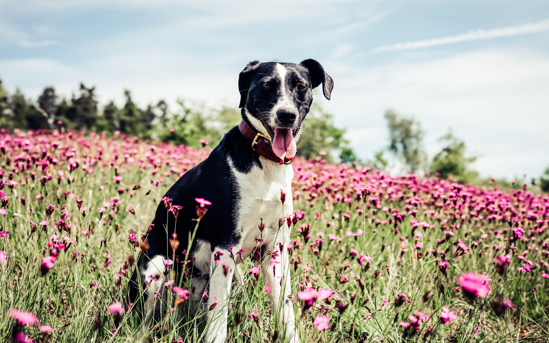 Черно - белая собака с высунутым языком на поле с розовыми цветами