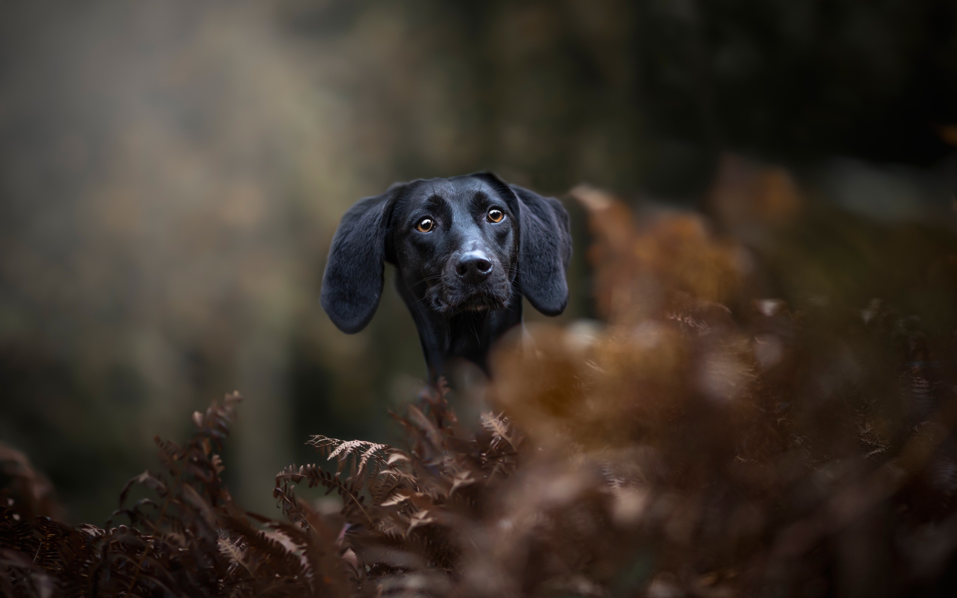 Черный пес прячется в листьях 