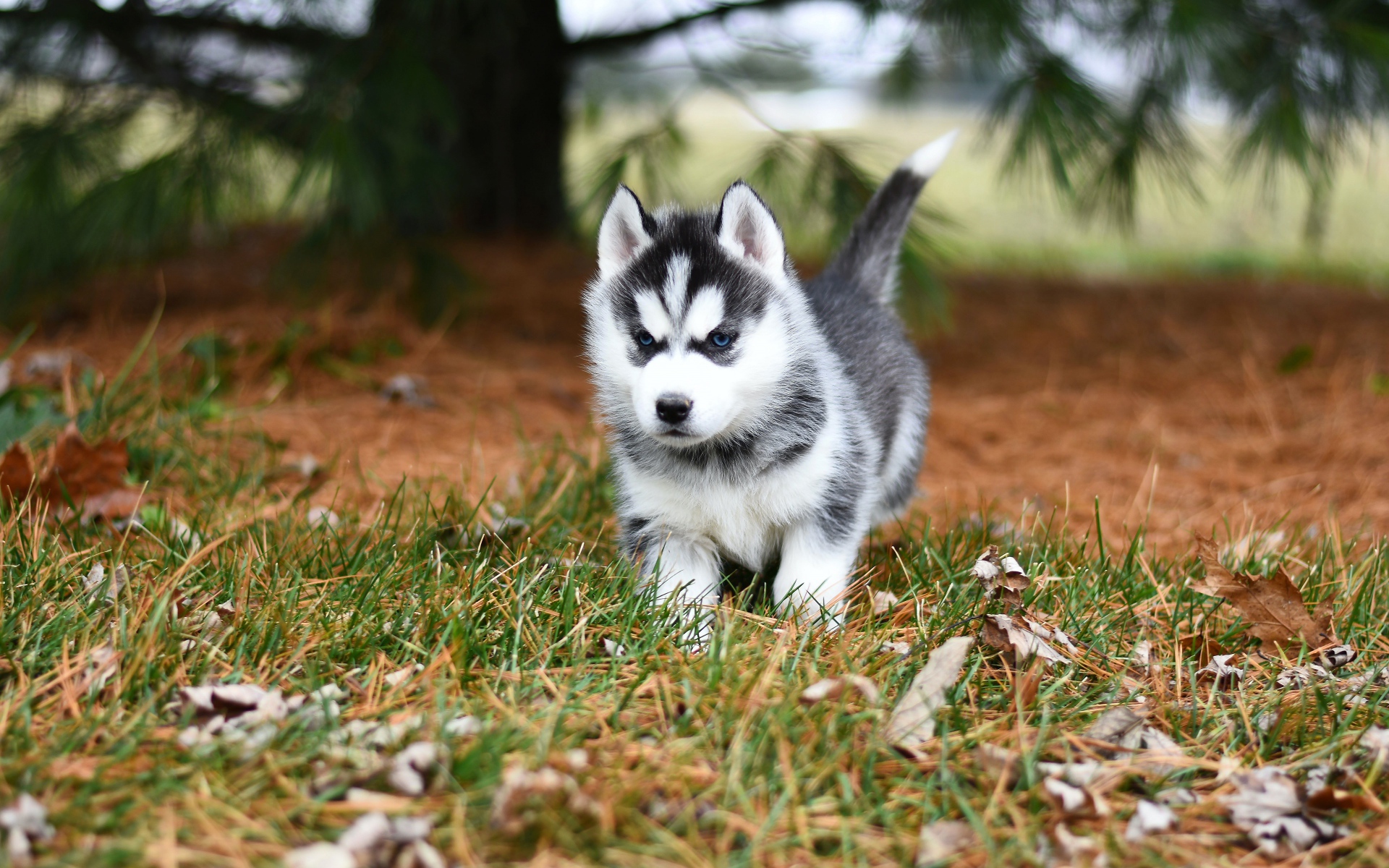 Голубоглазый щенок хаски бежит по зеленой траве