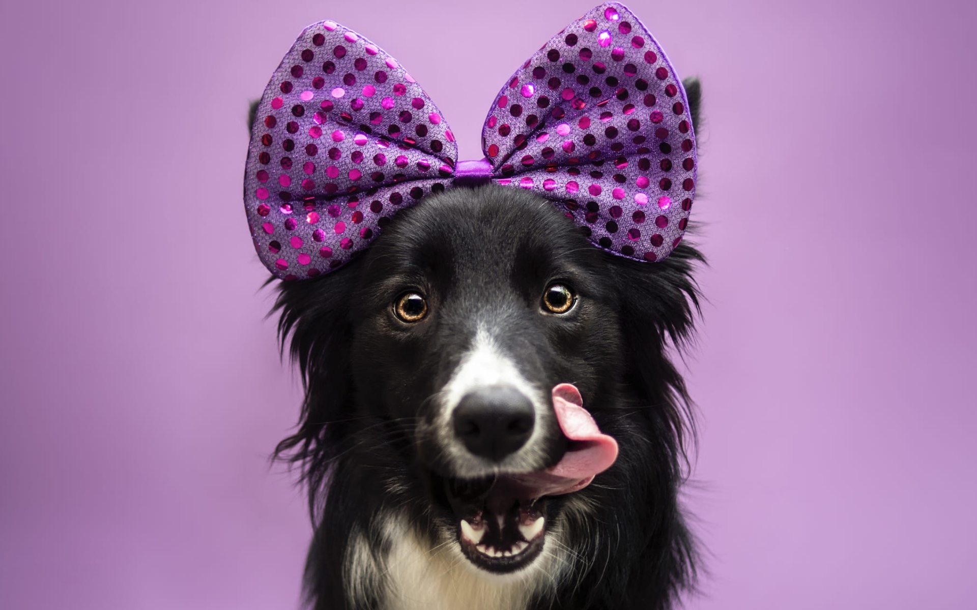 Собака Бордер-Колли с бантом на голове с высунутым языком