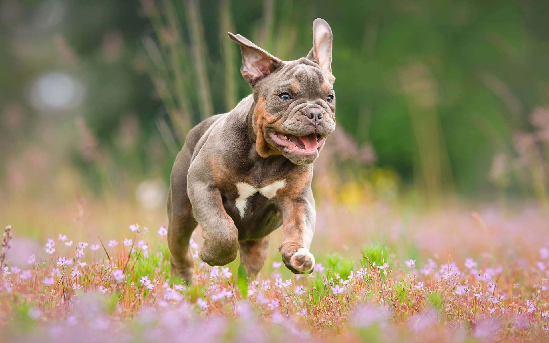 Бульдог бежит по полю с розовыми цветами