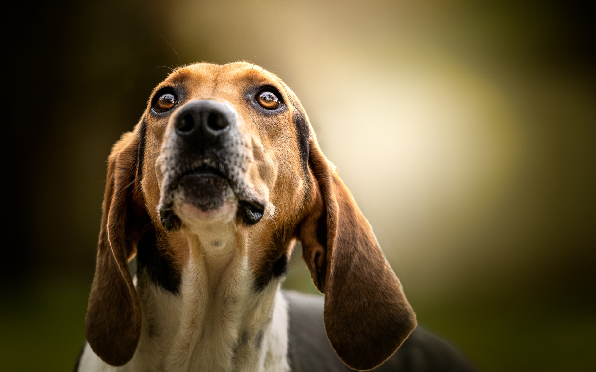 Умный пес породы бигль смотрит на хозяина