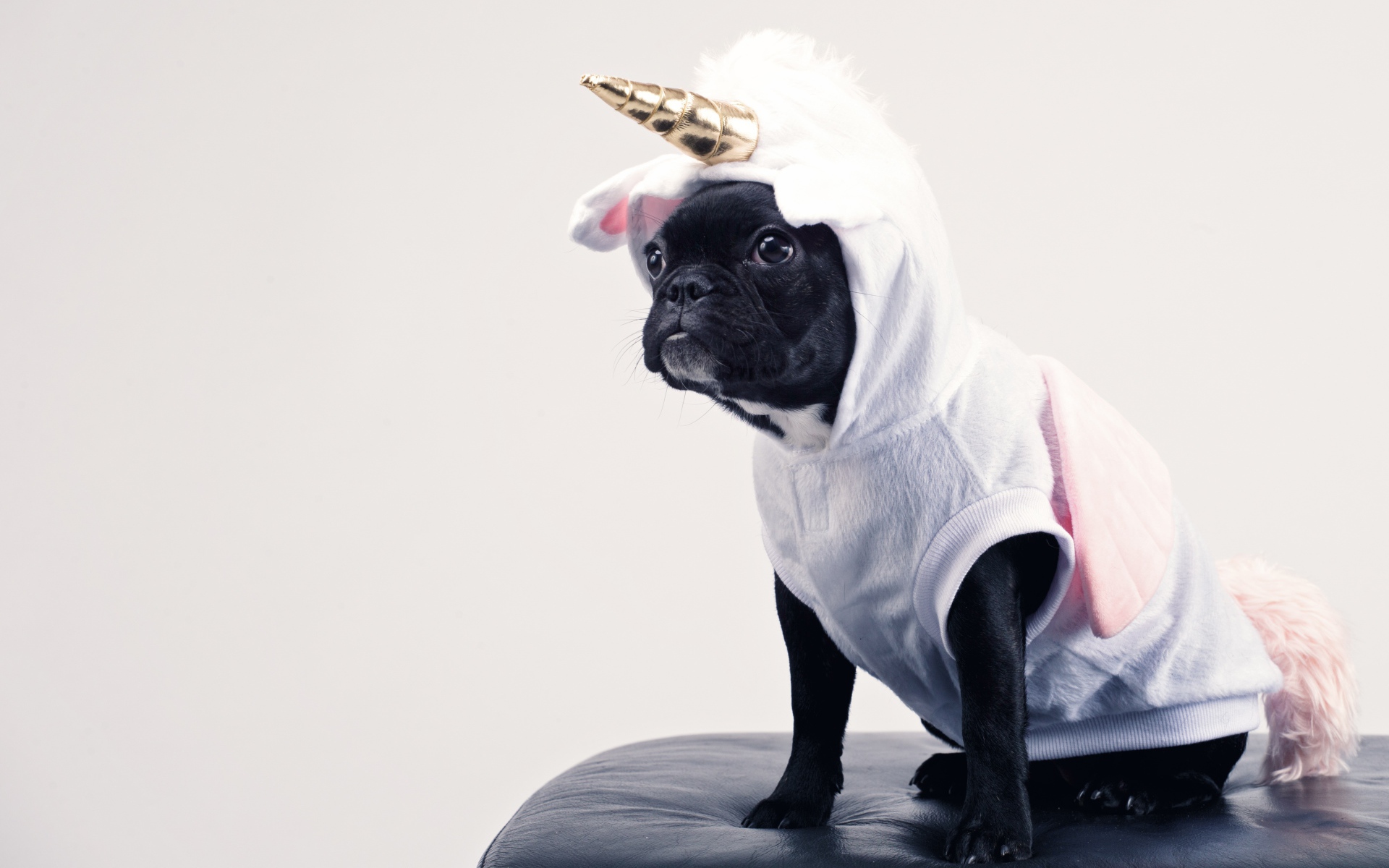 French Bulldog in unicorn costume