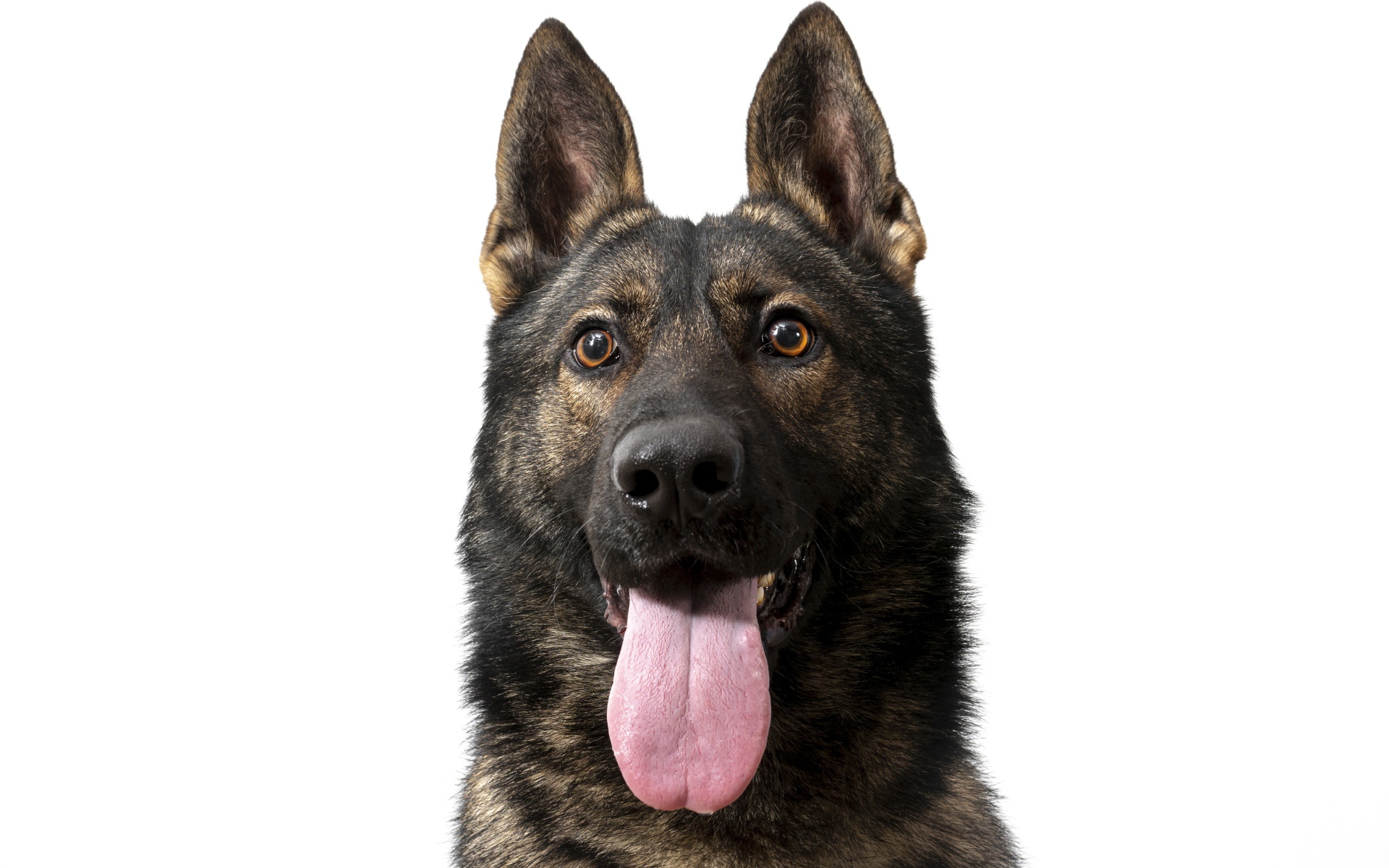 Немецкая овчарка  с высунутым языком