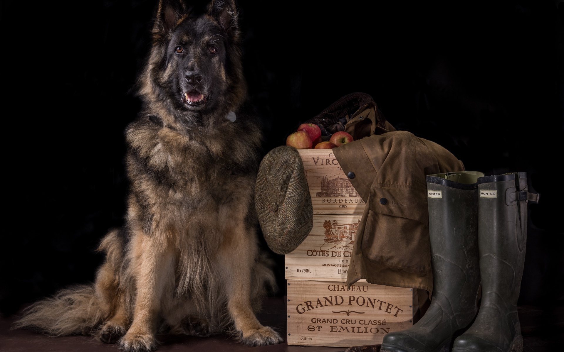 Немецкая овчарка на черном фоне охраняет вещи и ящики с яблоками