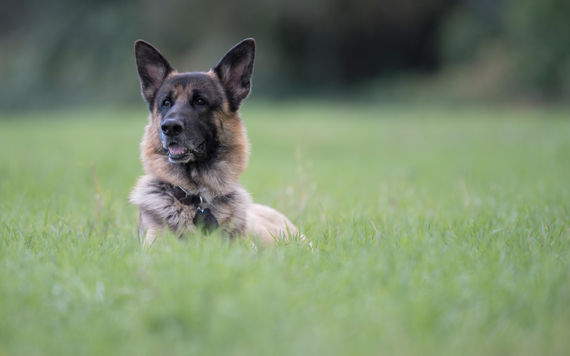 Немецкая овчарка отдыхает в зеленой траве