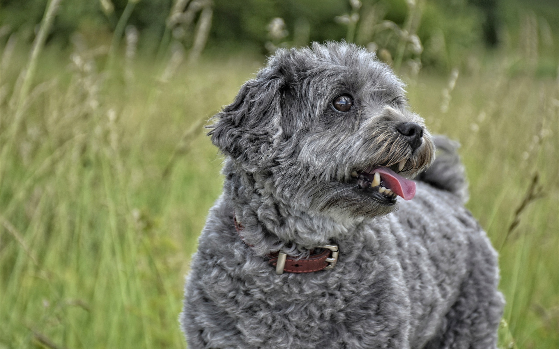Серый маленький пудель с высунутым языком в траве