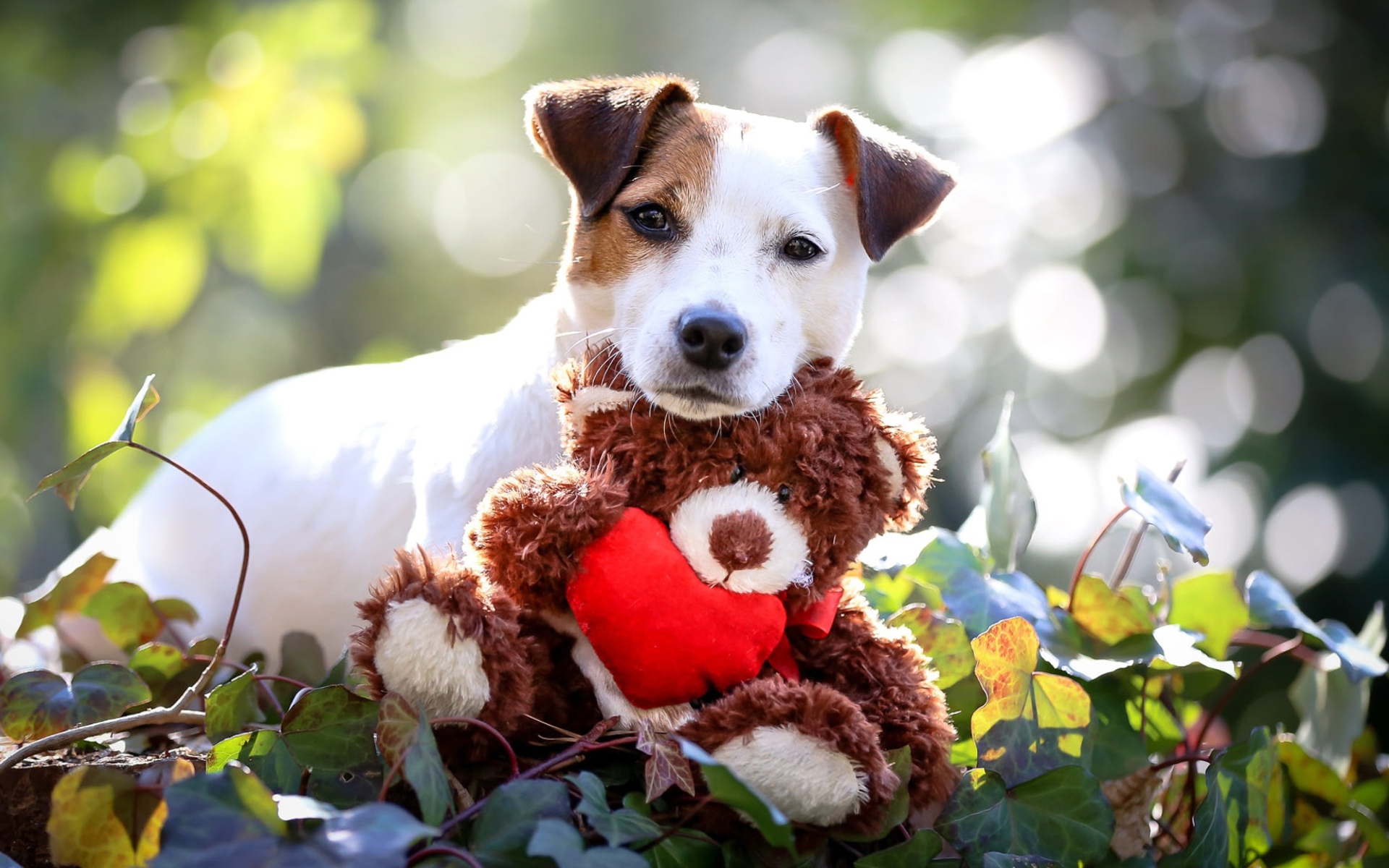 Джек Рассел Терьер с мягкой игрушкой медвежонком