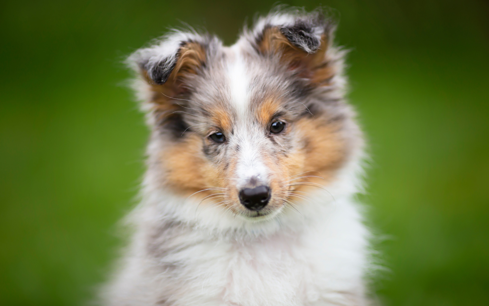 Маленький щенок шелти  на зеленом фоне