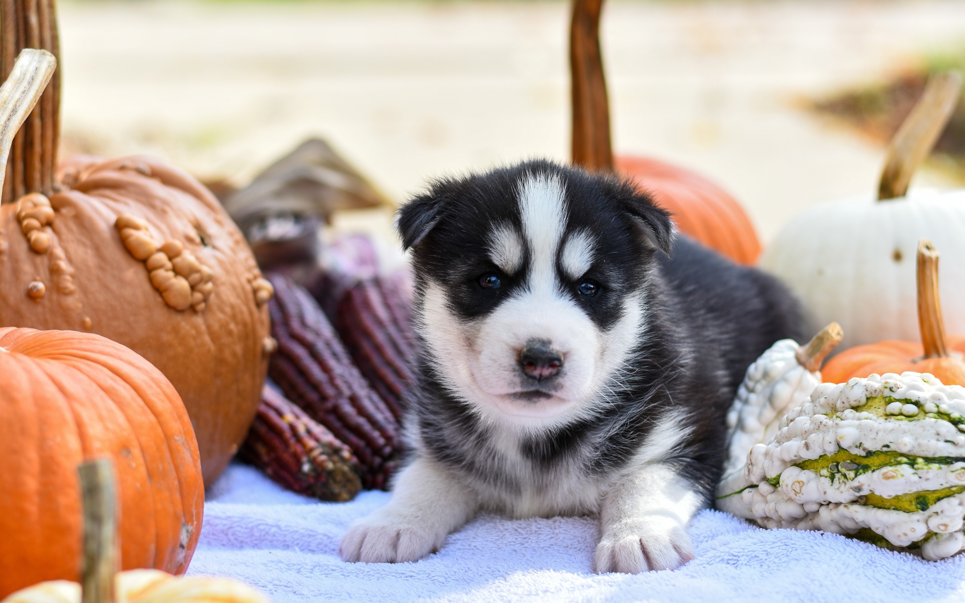 Маленький забавный щенок хаски на покрывале с тыквами
