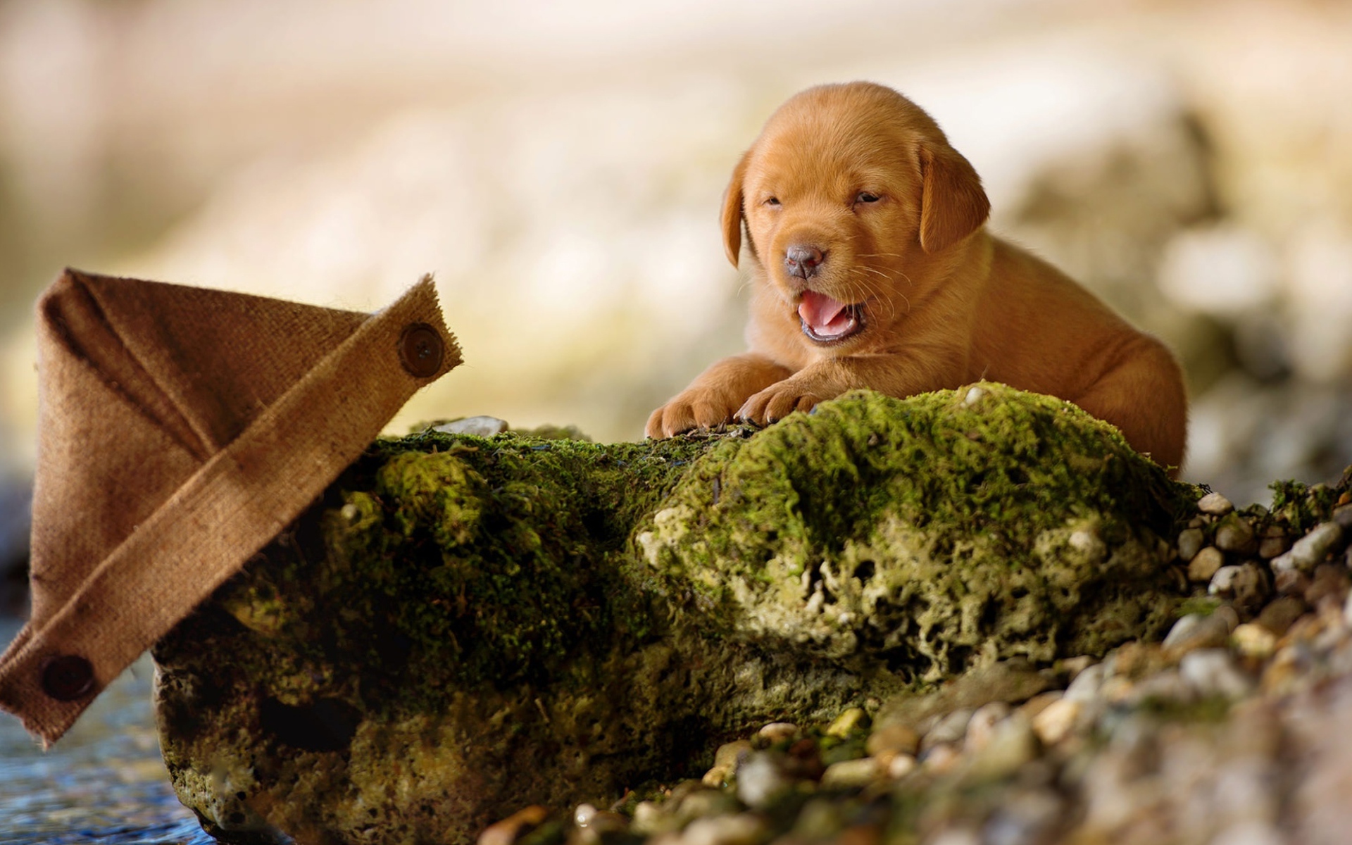 Маленький забавный щенок лабрадора на камне