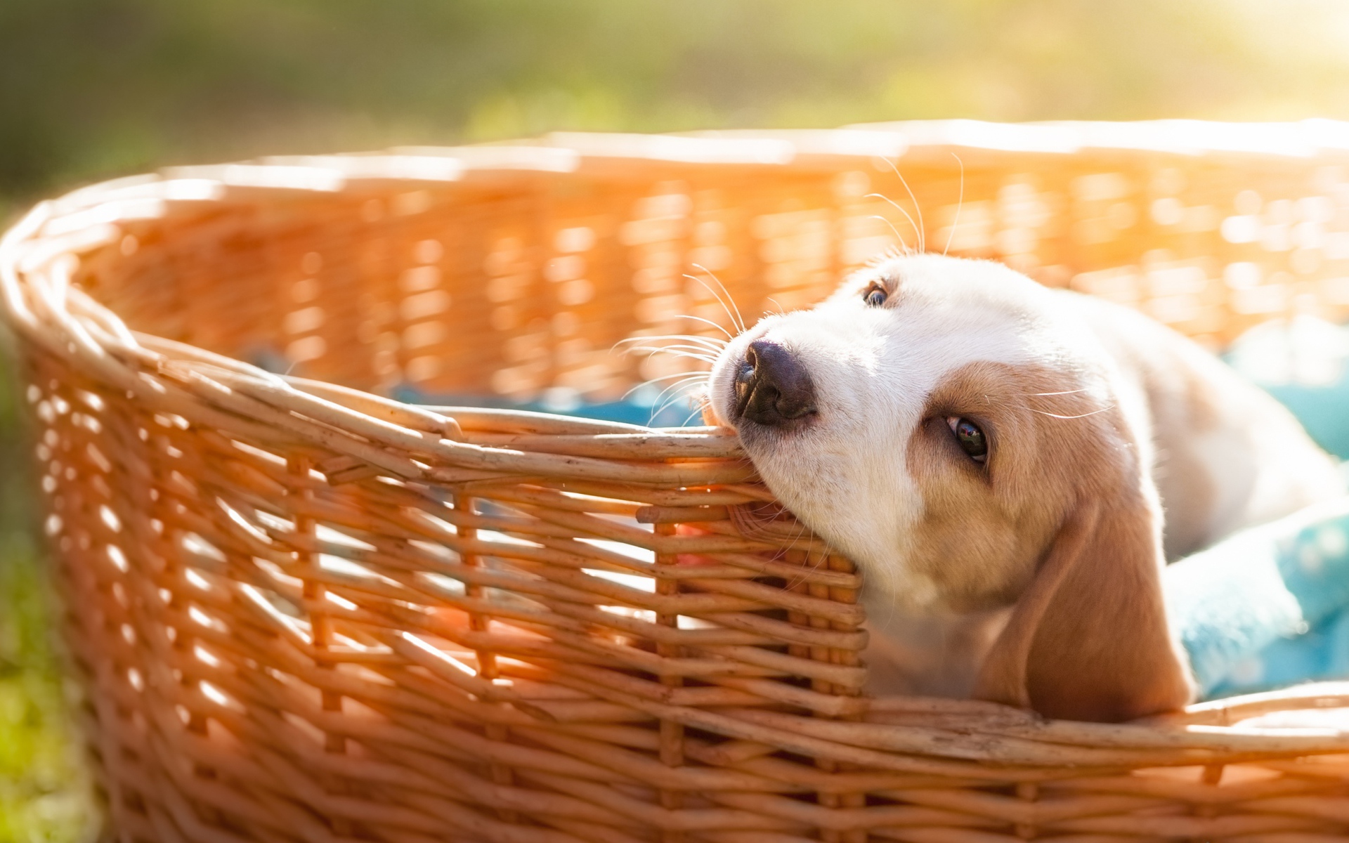 Маленький щенок грызет плетеную корзину