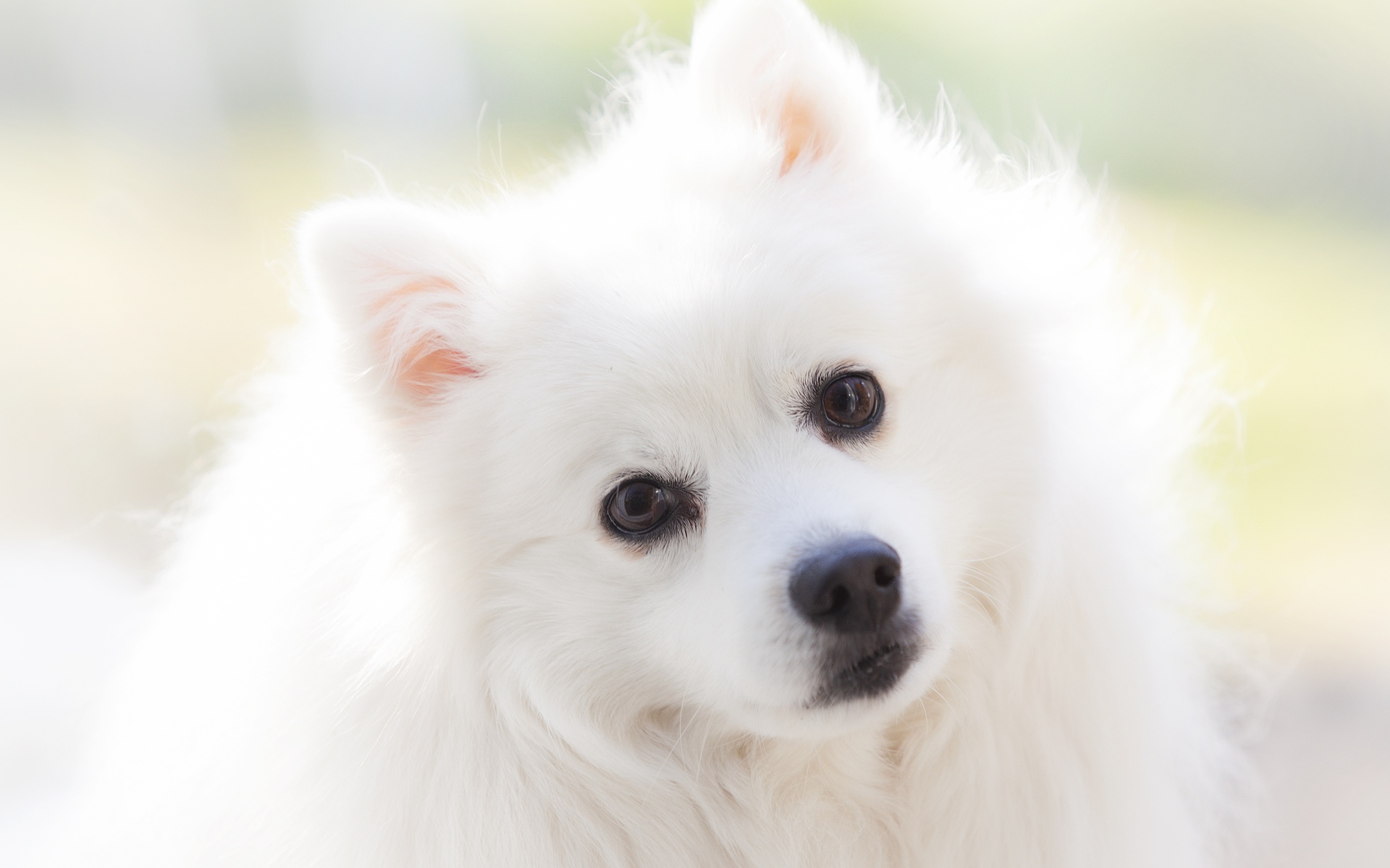 Look of a white brown-eyed fluffy dog