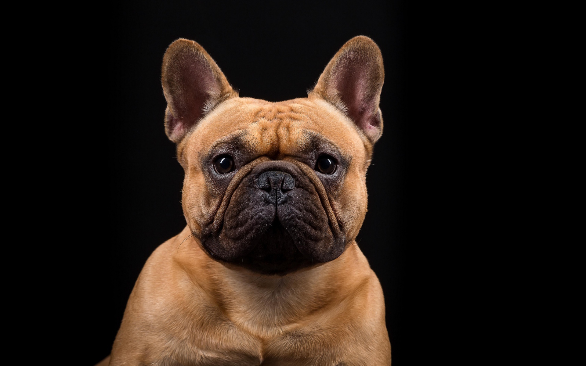 Морда Французского бульдога на черном фоне крупным планом