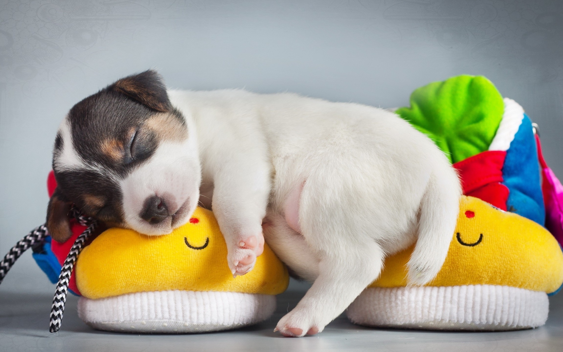 Щенок спит на детских пинетках 