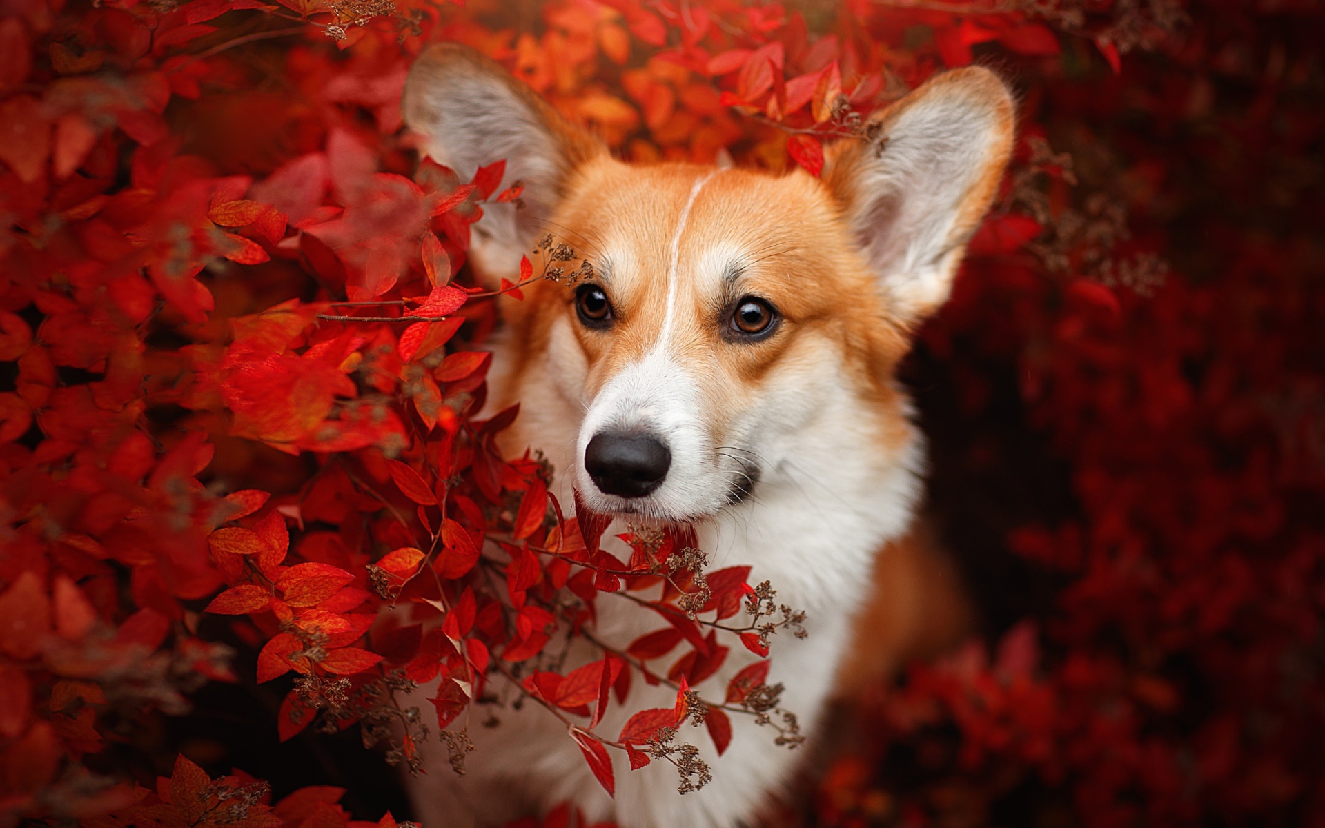 Рыжая собака вельш корги в красных листьях 