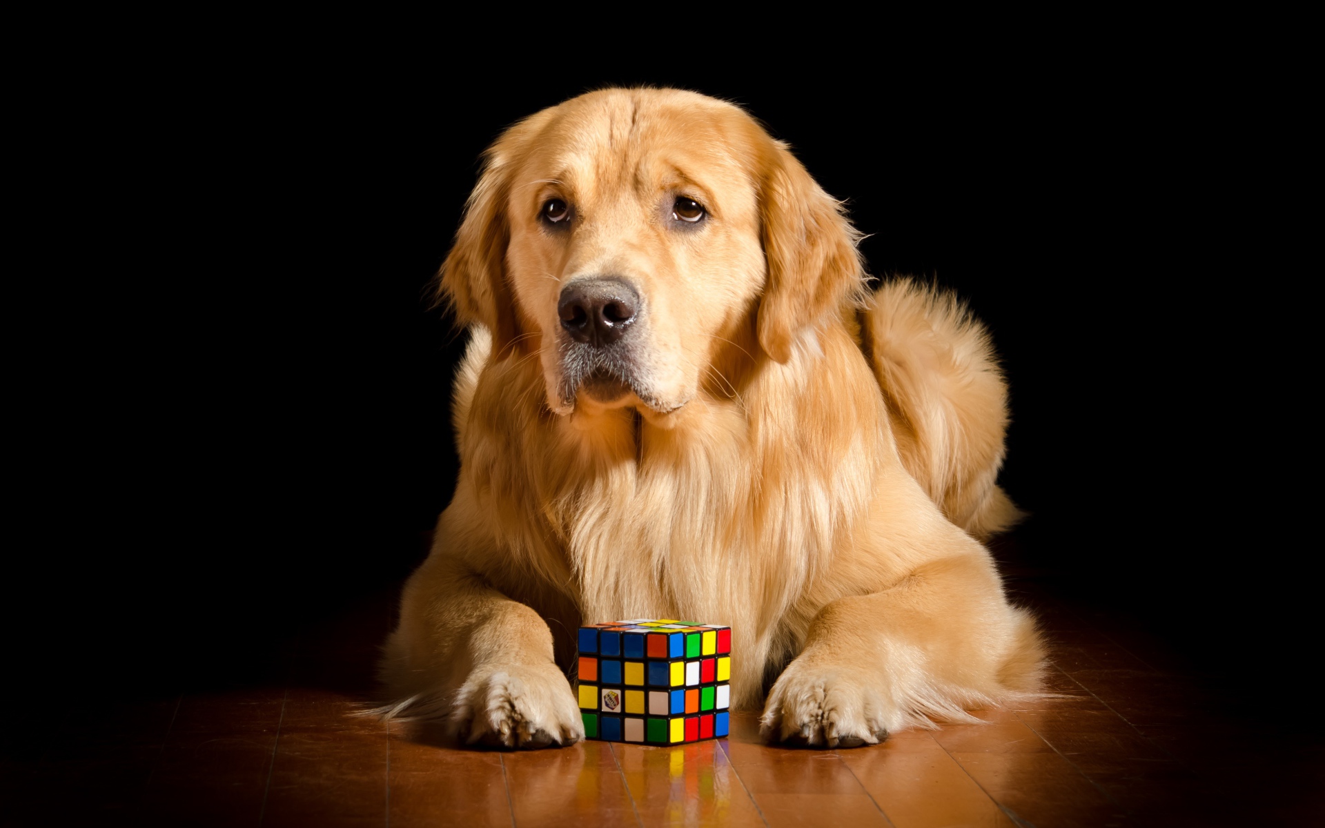 Грустный золотистый ретривер лежит с кубиком Рубика 