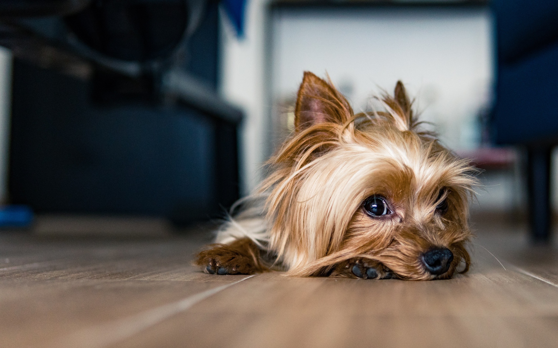 Грустный йоркширский терьер на полу