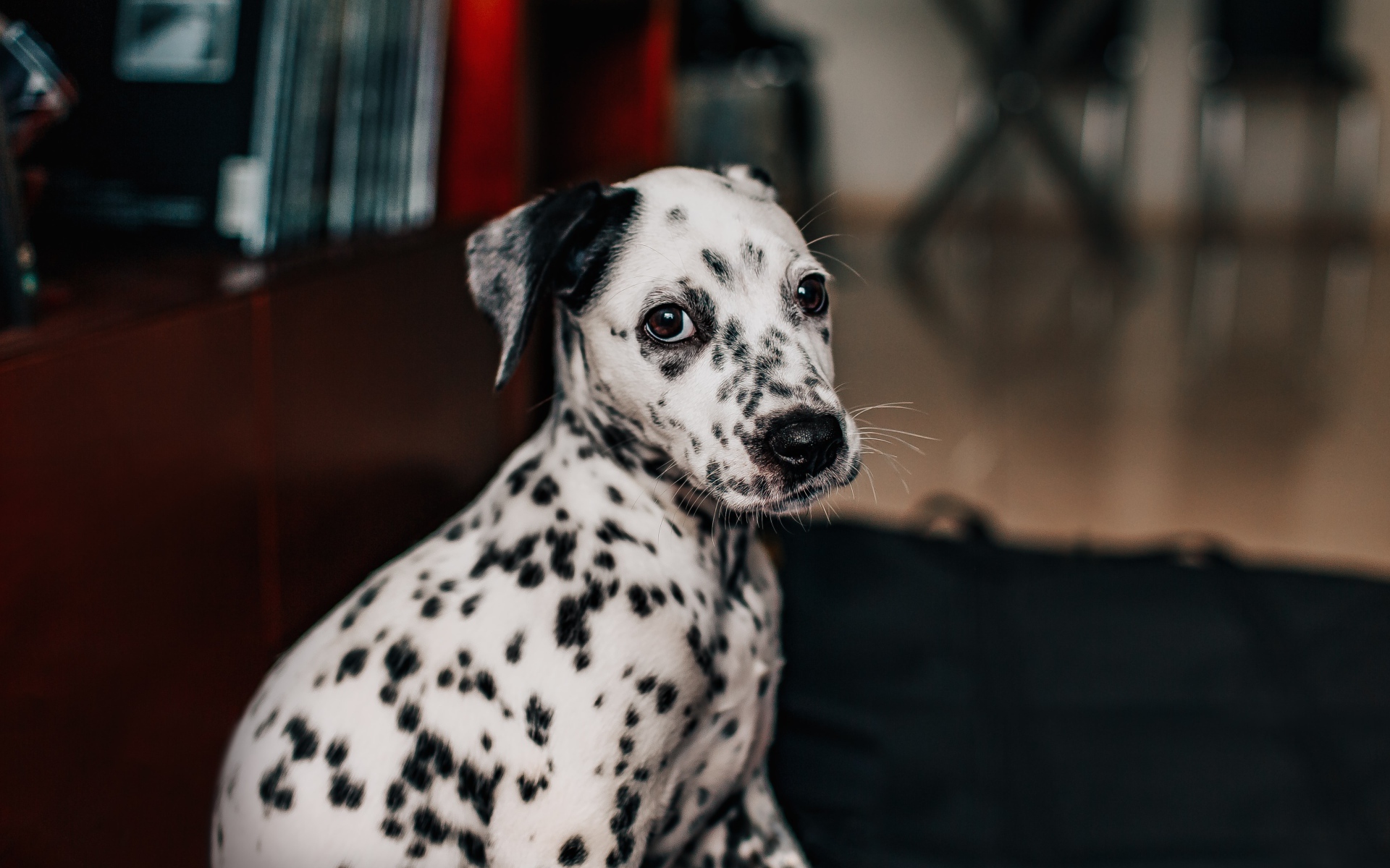 Small spotted dalmatian puppy