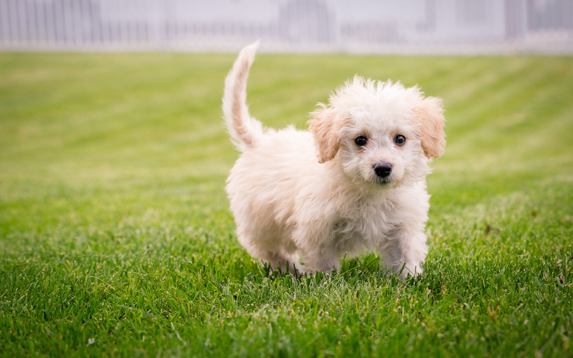 Small white fluffy puppy on a green lawn
