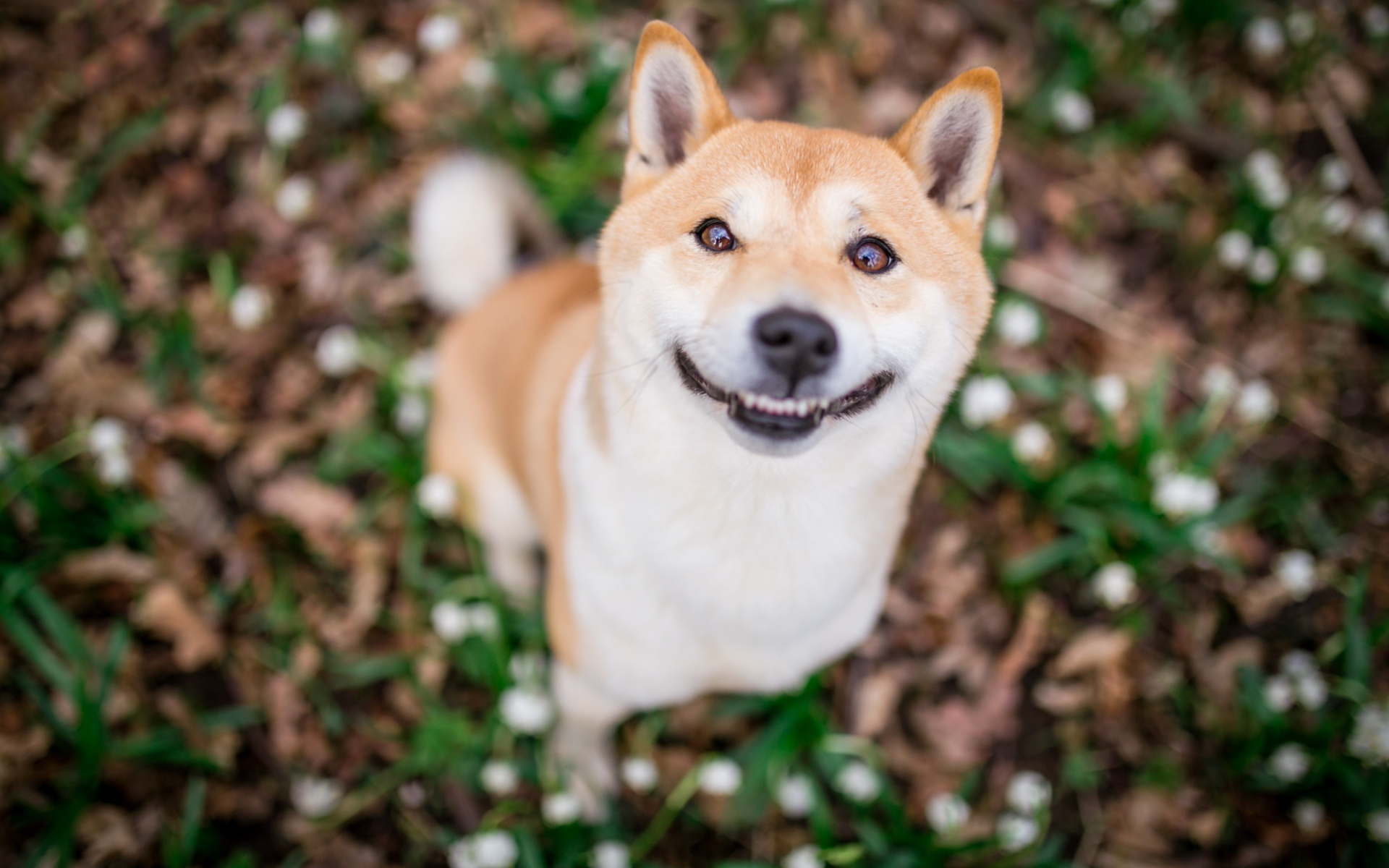 Улыбающаяся собака породы акита ину 