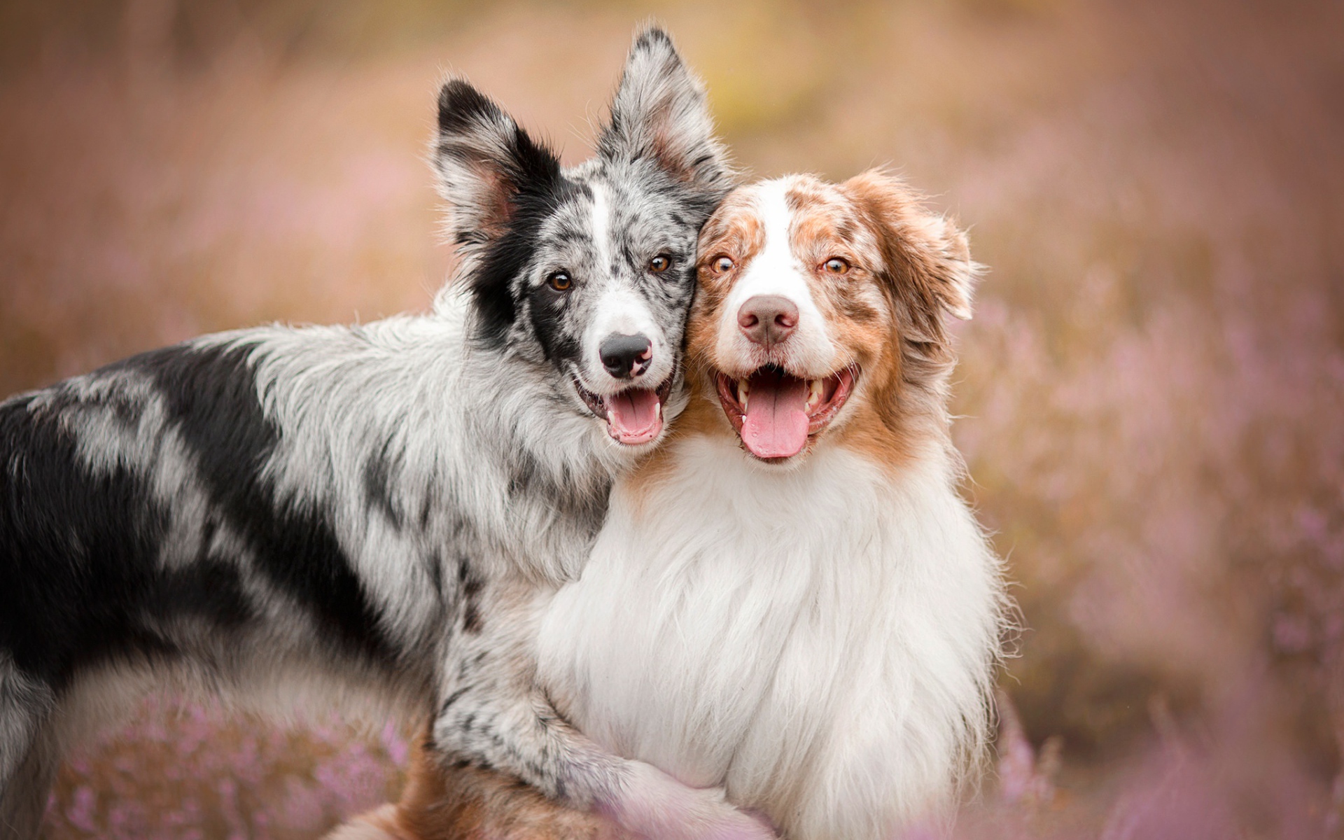 Две собаки породы австралийская овчарка с высунутым языком